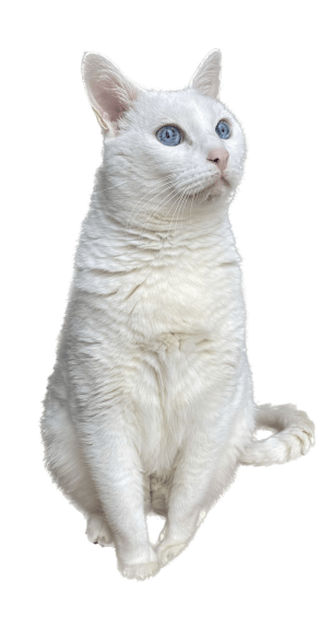 Imagen Gato