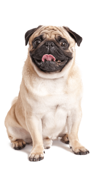 Imagen perro