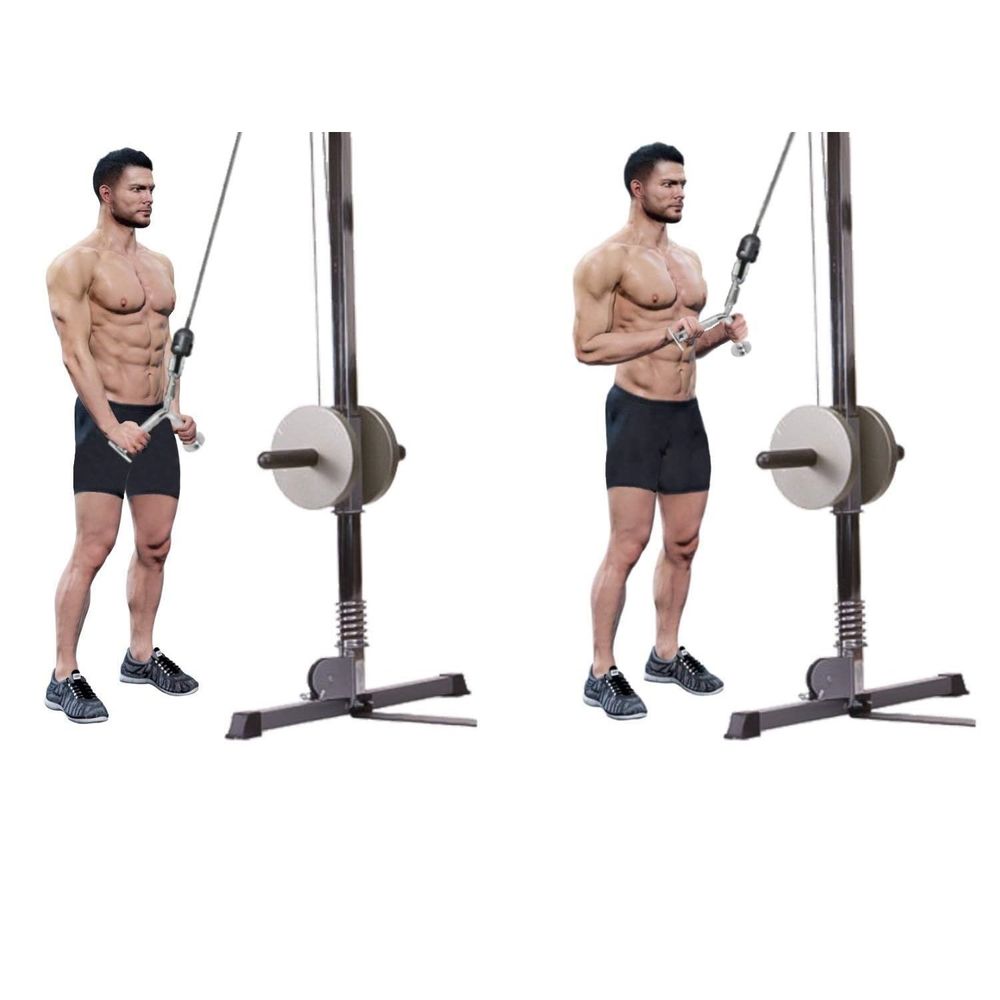 En Polea Baja Bicep Con Barra Recta Espalda Baja Con Barra Recta