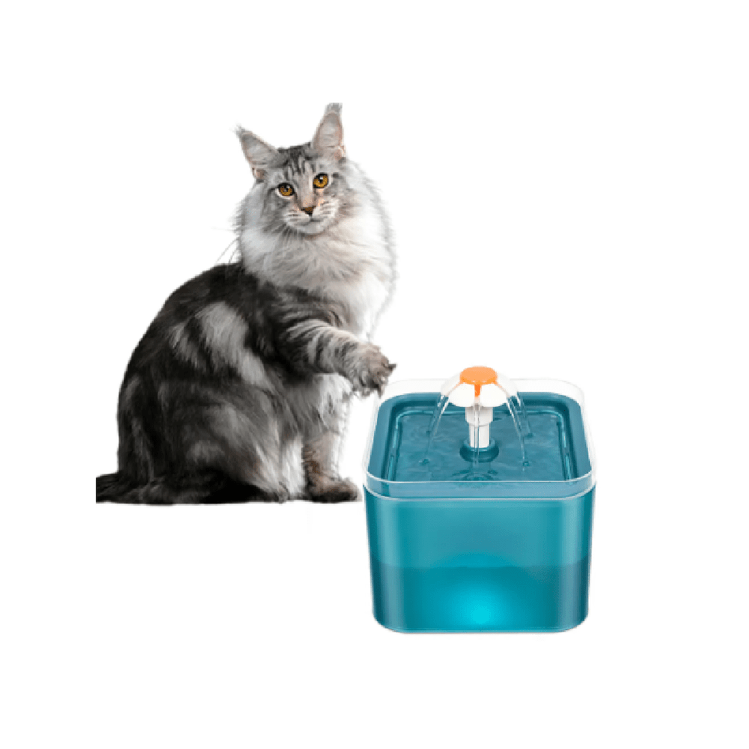 Como Hacer una Fuente de Agua para Gatos en 12 Pasos