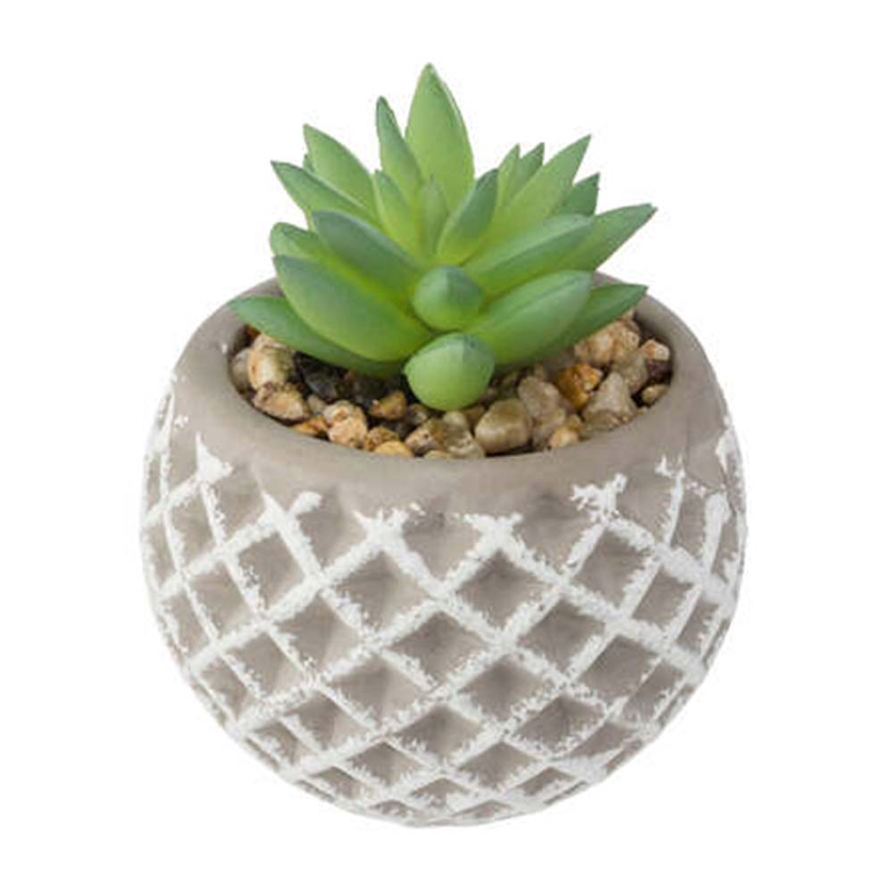 Suculenta en maceta de cemento Atmosphera