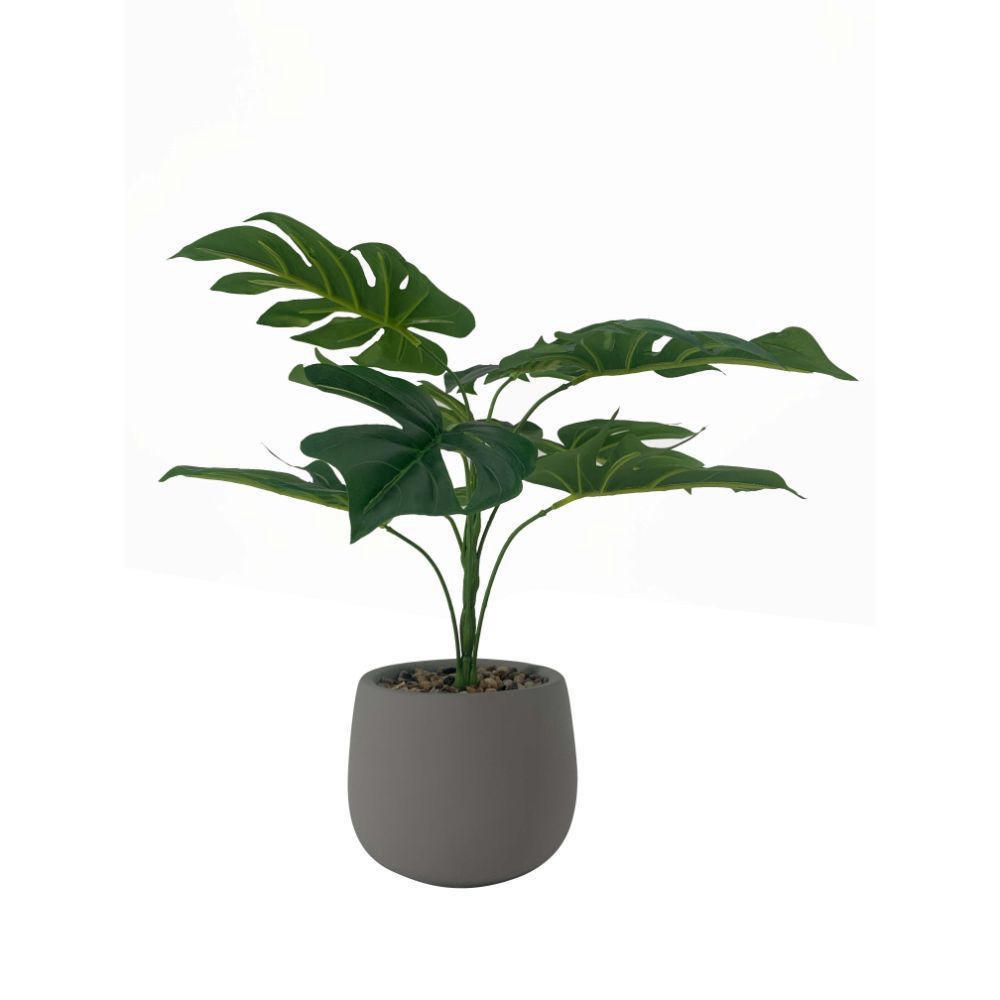 Planta Monstera 40 cm