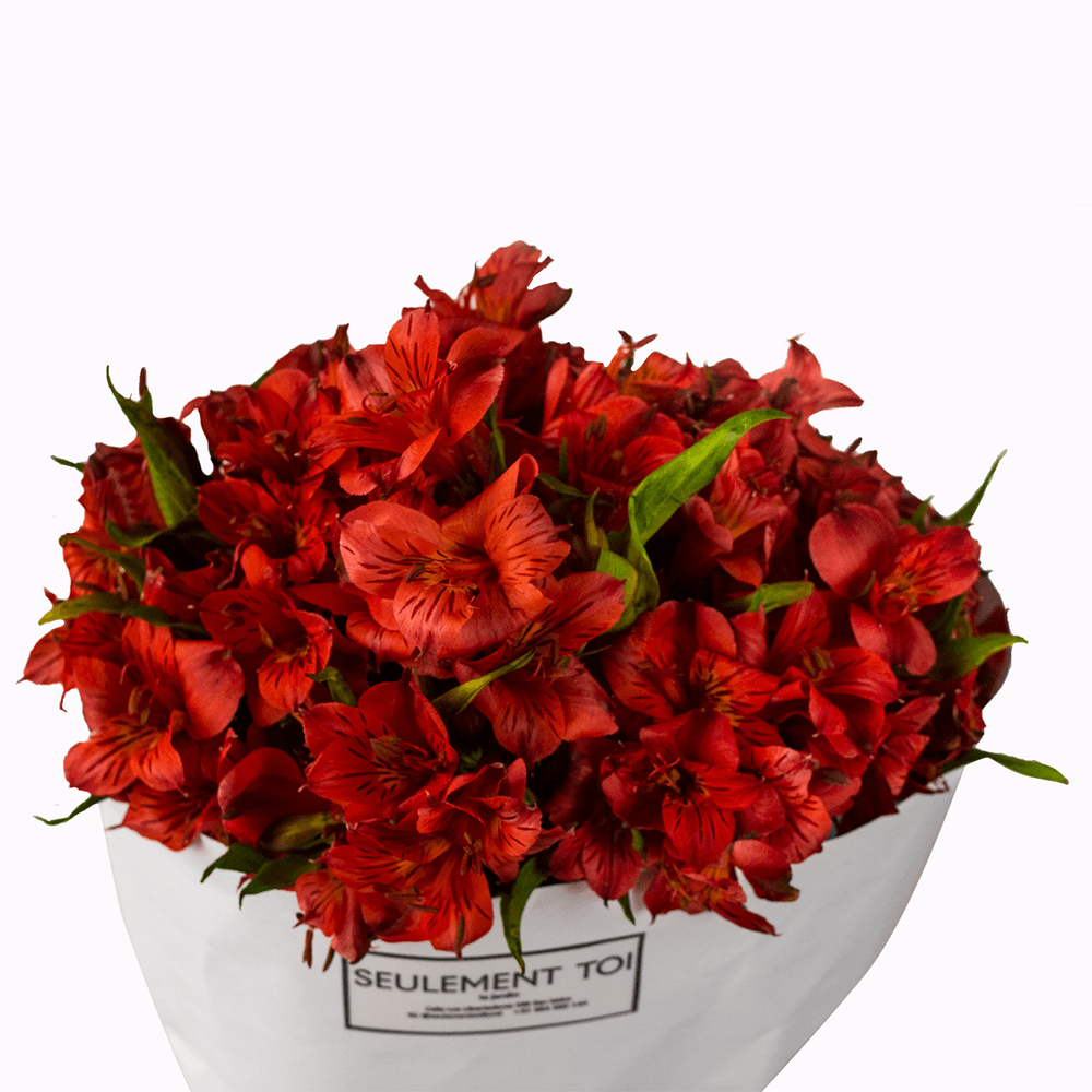 Ramo Trés Mignon Astromelia Roja Seulement Toi por 18 tallos