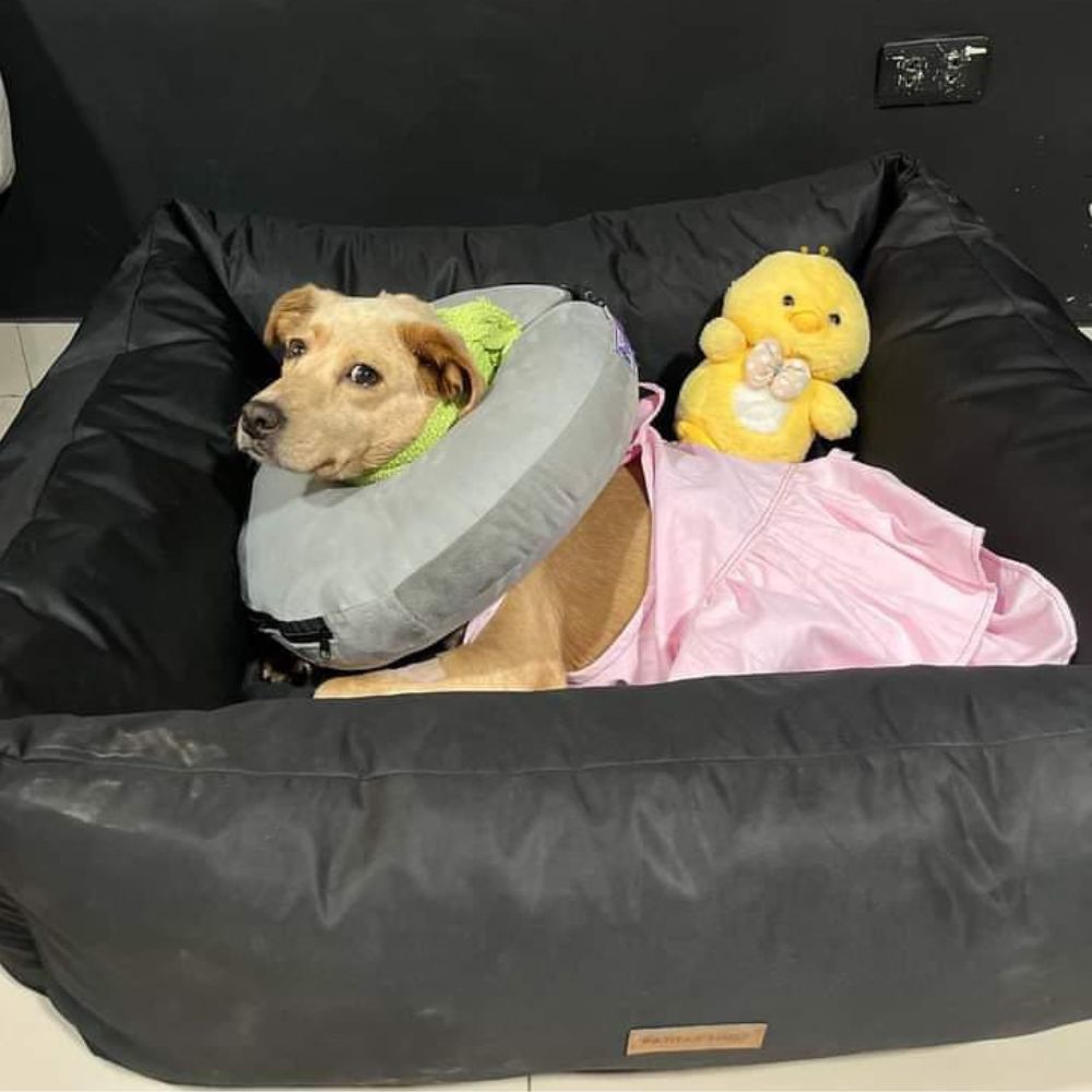 imageUrl_1 imageUrl_1