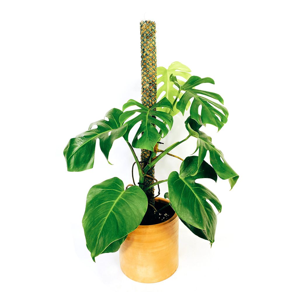 Tutor de musgo XL para plantas Un Cuarto Verde Parante Tutor 115cm