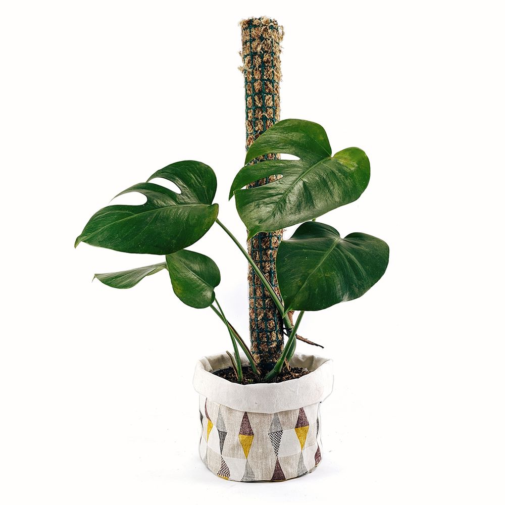 Tutor de musgo Mediano para plantas Un Cuarto Verde Parante Tutor 60cm