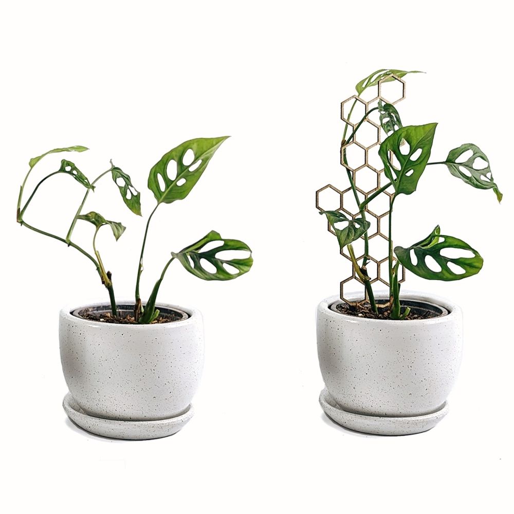 Soporte Panal Delgado para plantas Un Cuarto Verde parante tutor de 32cm