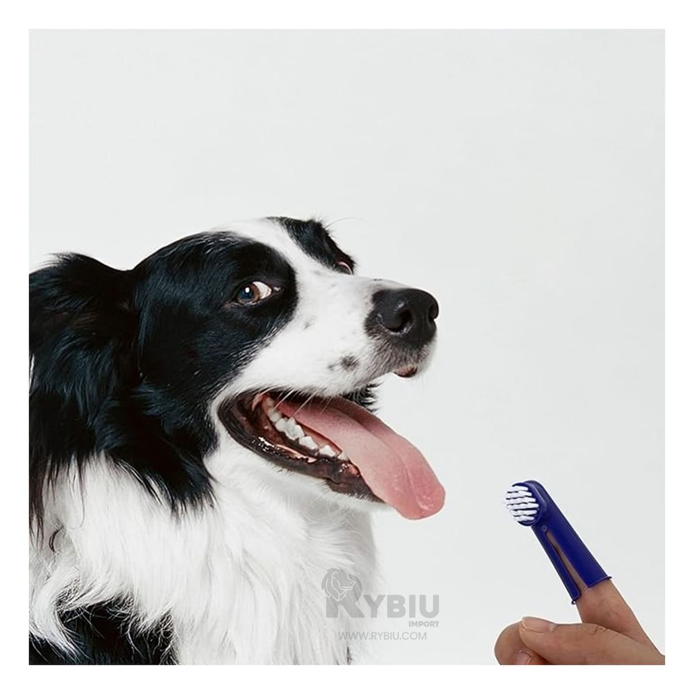 Kit Pet con Mango Largo 4 Piezas Y+Agendita