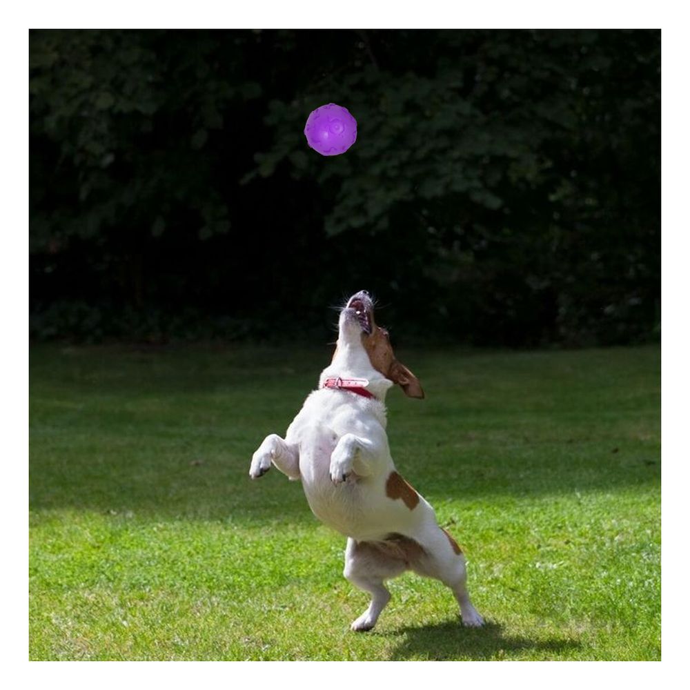 imageUrl_1 imageUrl_1