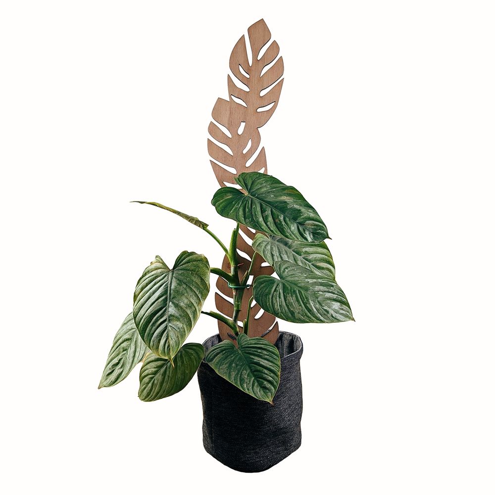 Planta Filodendro Corazon con Tutor Hoja Grande en Portamaceta de Tela Negro