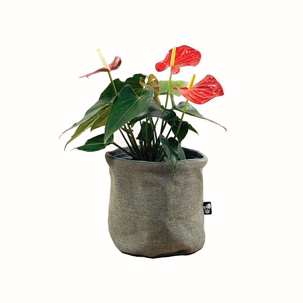 Planta Anturio en Portamaceta de Tela Reversible Sage