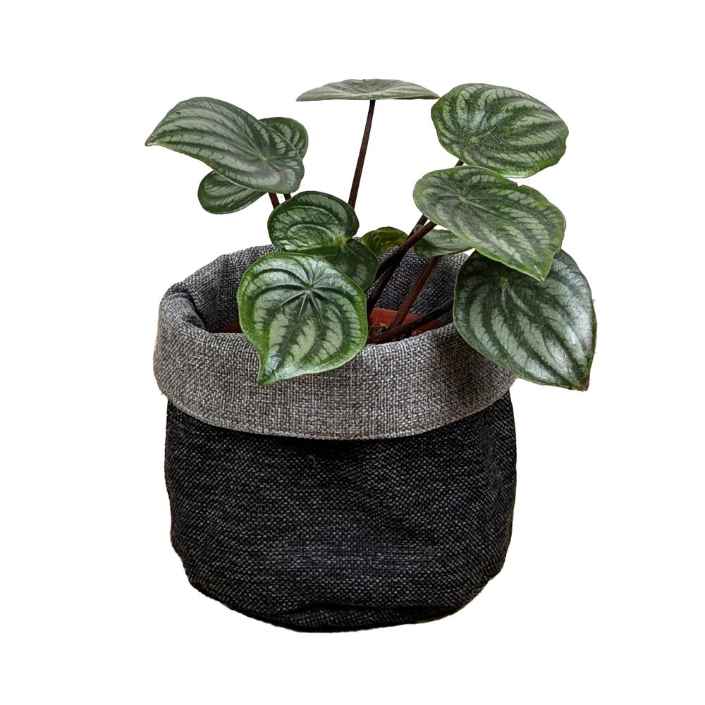 Planta Peperomia Sandia en Portamaceta de Tela Reversible Negra