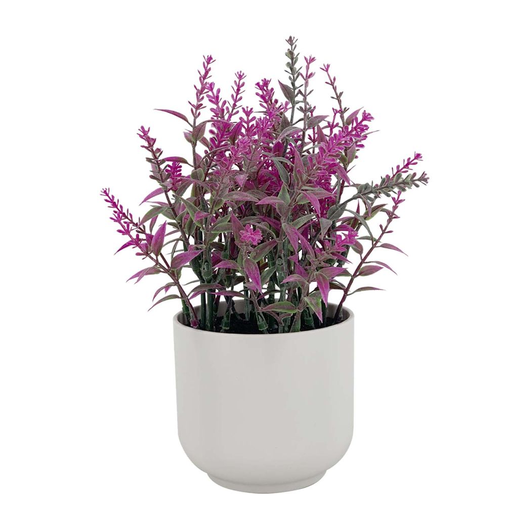 Planta Lavanda 23 cm