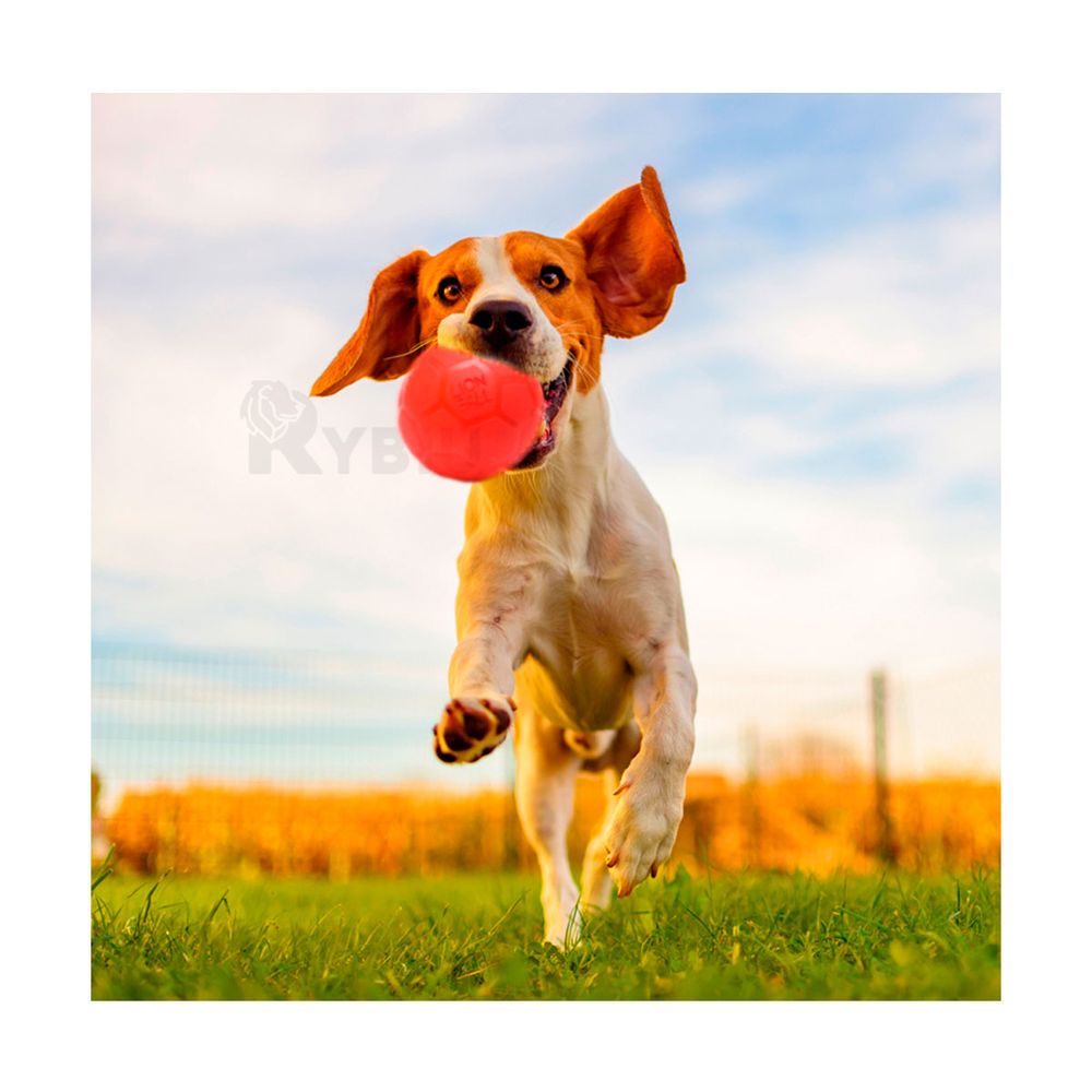 Pelota Funcional para Perros L de Color Rojo Y+Agendita