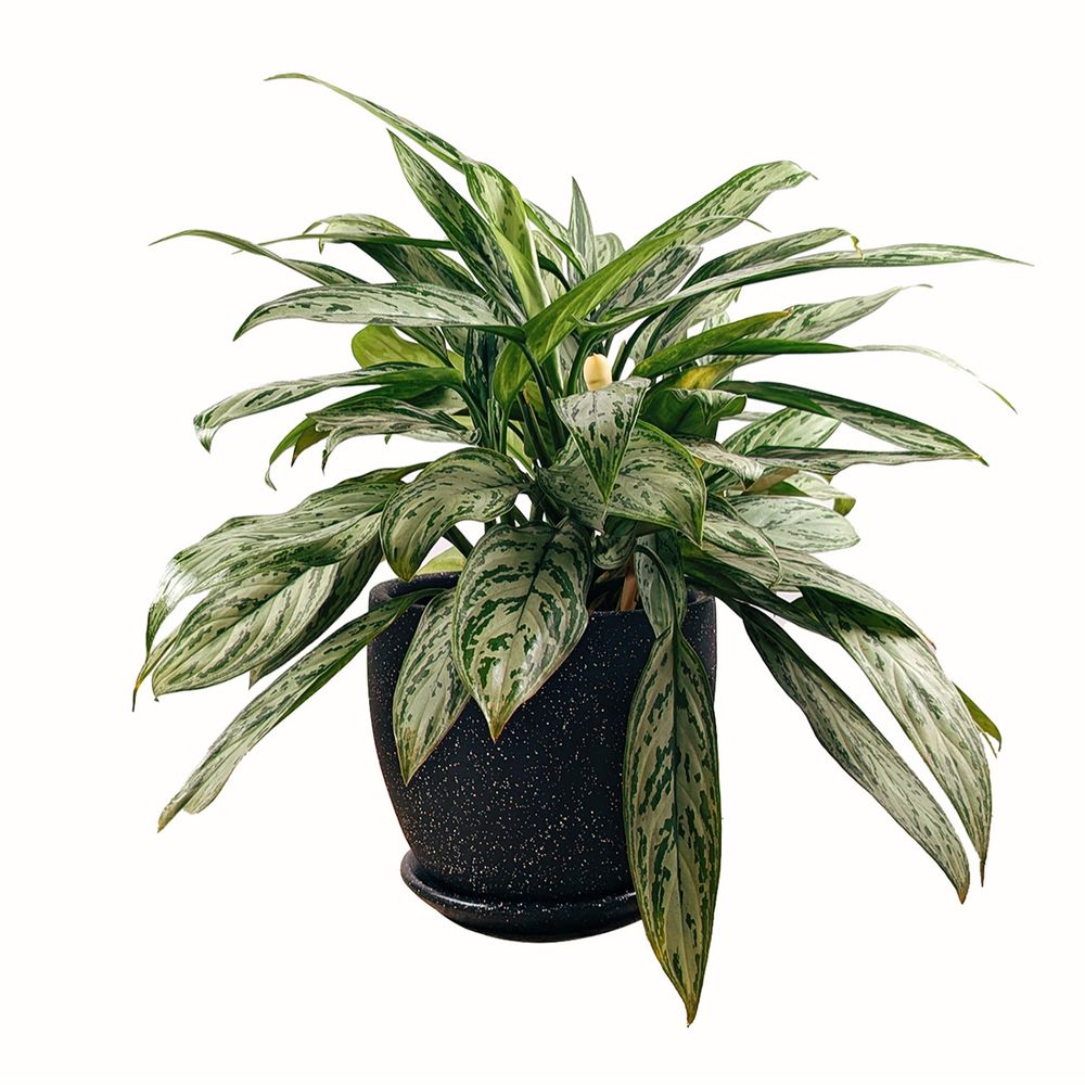 Planta Aglaonema en Maceta Dip Negra Planta Aglaonema en Maceta Dip Negra