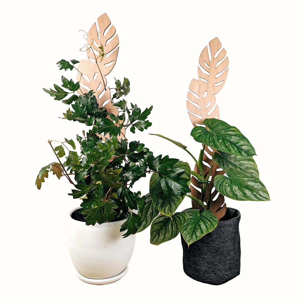 Soporte Hoja Grande para plantas Un Cuarto Verde parante tutor de 65cm Soporte Hoja Grande para plantas Un Cuarto Verde parante tutor de 65cm