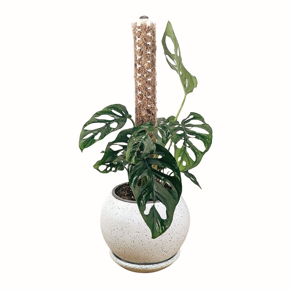 Planta Monstera Adasonni con Tutor Musgo Apilable en Maceta Esfera Blanca Planta Monstera Adasonni con Tutor Musgo Apilable en Maceta Esfera Blanca