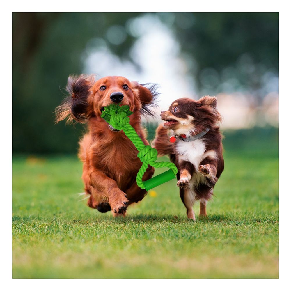 Soga Pet para Disfrutar Caminata Tono Verde Limon Y+Agendita