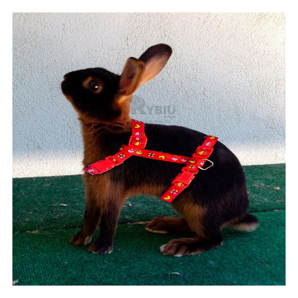 imageUrl_1 imageUrl_1