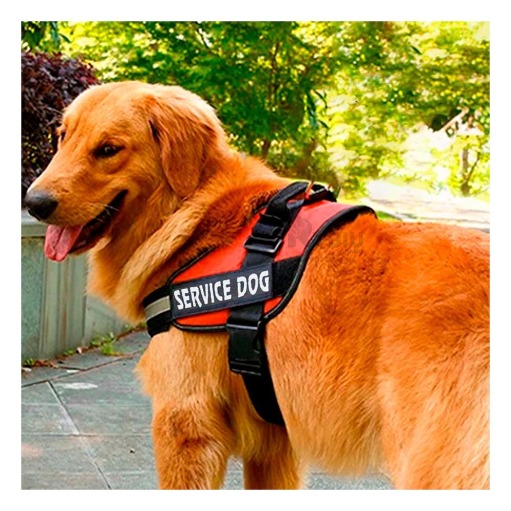 Arnes Pechera Service Dog Talla M en Color Narajado