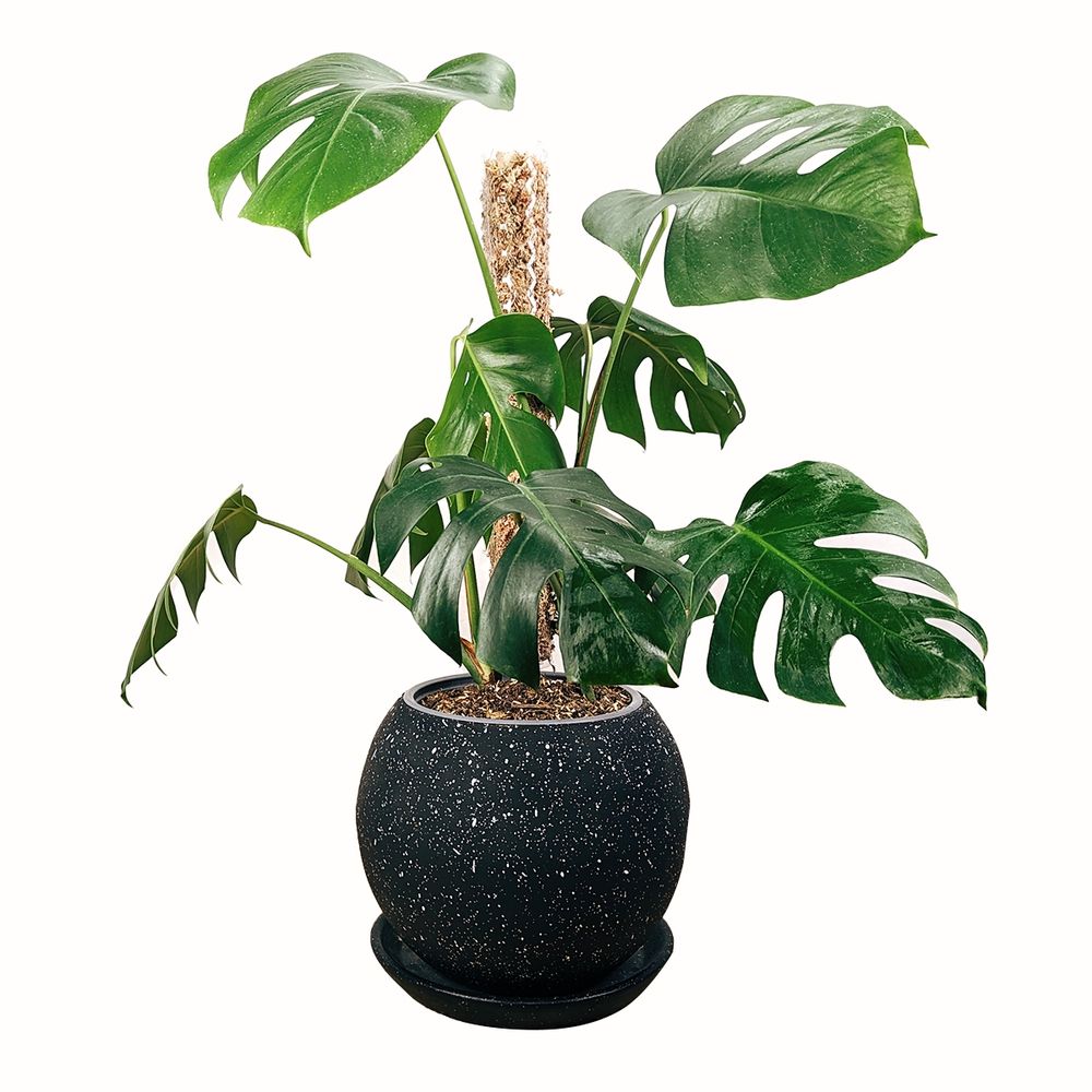 Planta Monstera con Tutor Apilable en Maceta Esfera Negra