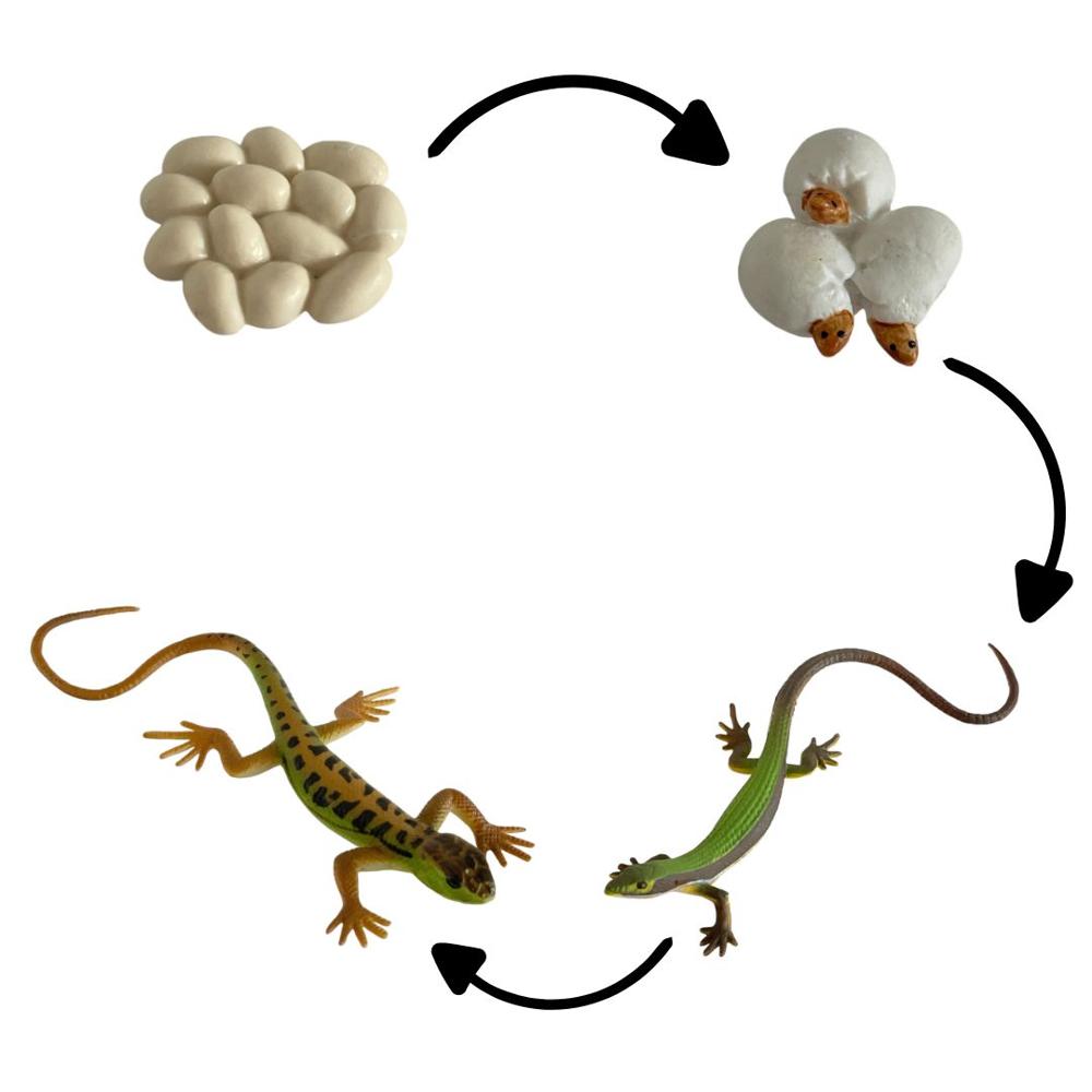 image-61505973c6f74fdbb69d4ea5735f901f image-61505973c6f74fdbb69d4ea5735f901f