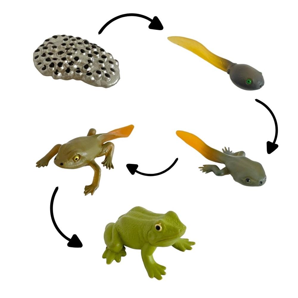 Renacuajos Ranas Bebes Ciclo De Vida De La Rana Chanitos Biologia  Montessori Oechsle, image size:1000x1000