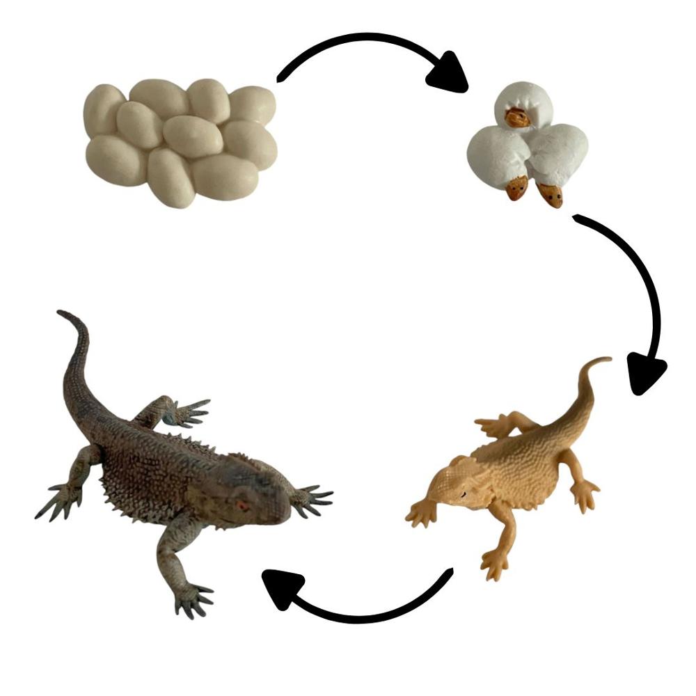 image-91df31b0e8f84649807c6083377c0c52 image-91df31b0e8f84649807c6083377c0c52