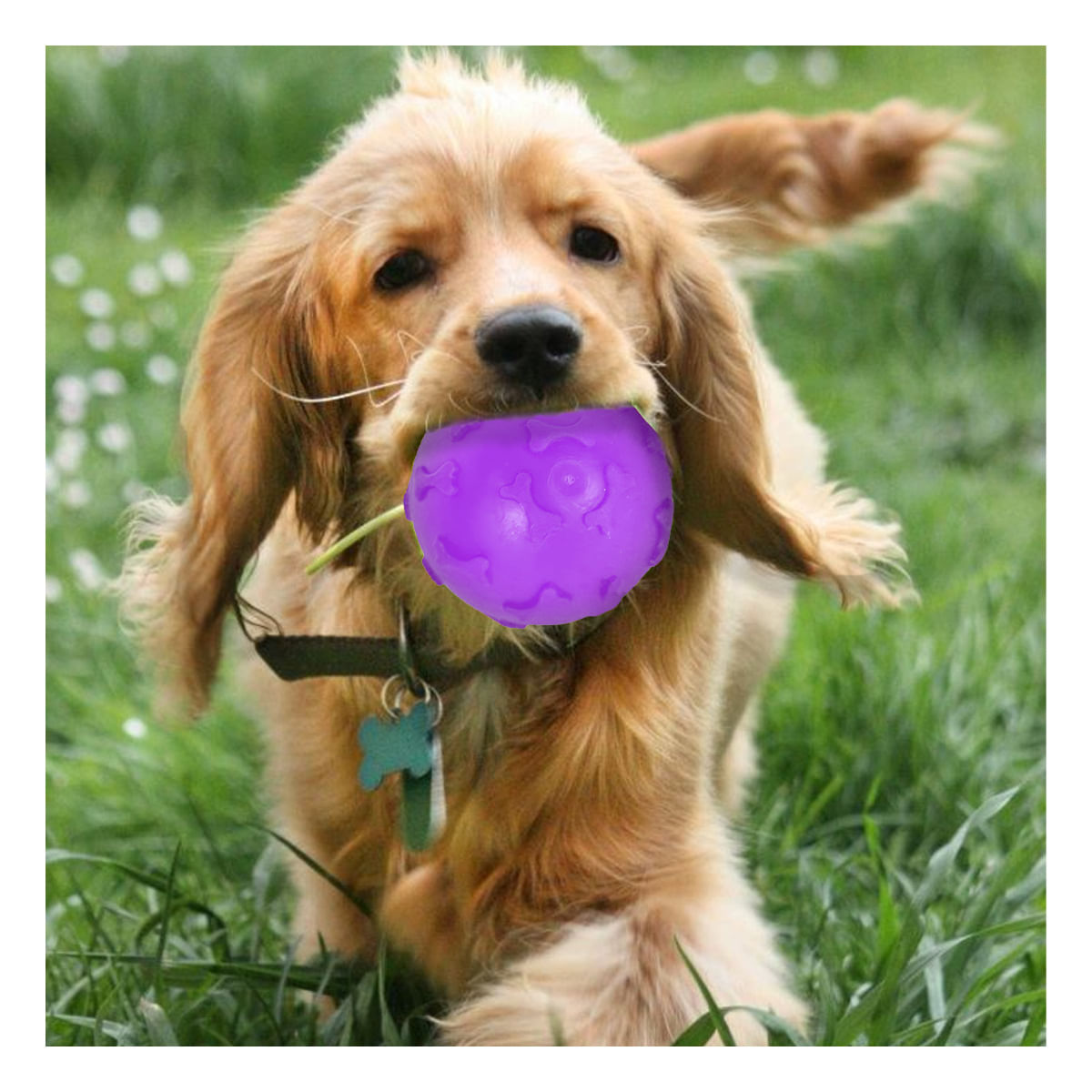 Pelota Limpia Encias para Perro en Morado Y+Stickers