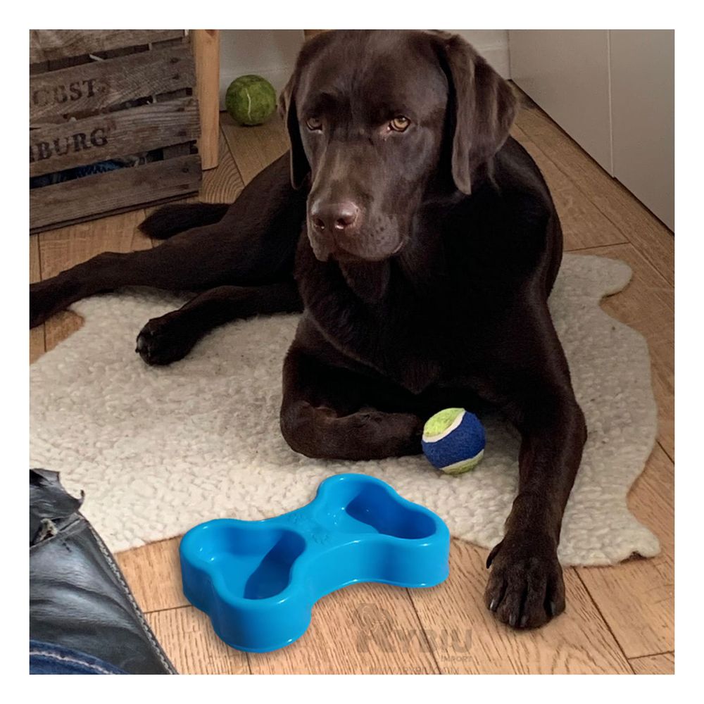 Plato Resistente para Pet Doble Celeste Y+Papel de Regalo Plato Resistente para Pet Doble Celeste Y+Papel de Regalo