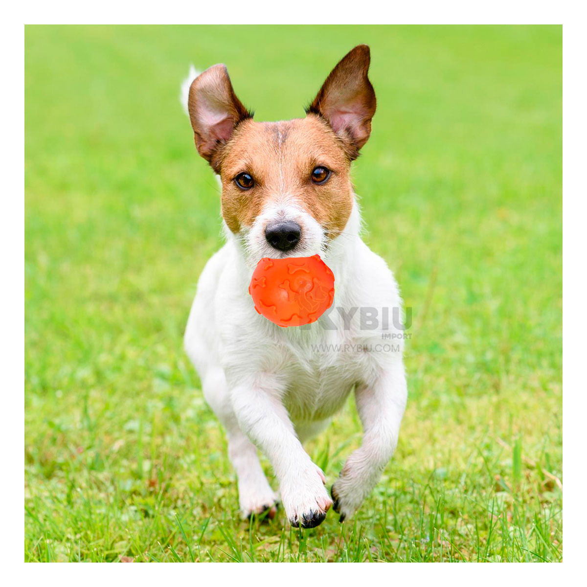 Pelota con Diseño de Huesos para Perro en Anaranjado