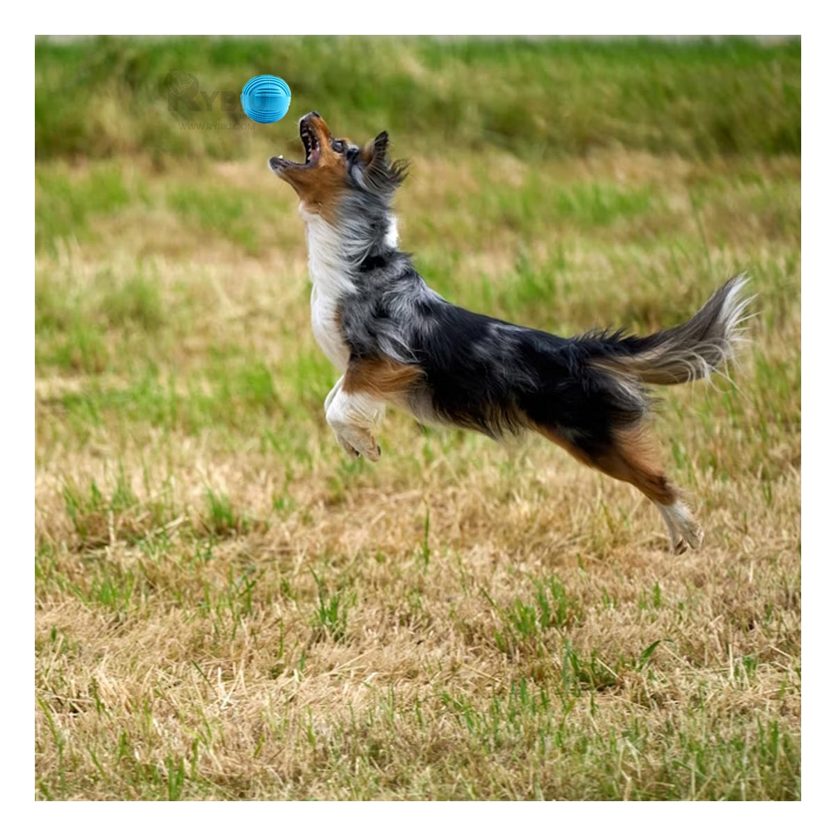 Pelota para Perros en Celeste Y+Agendita