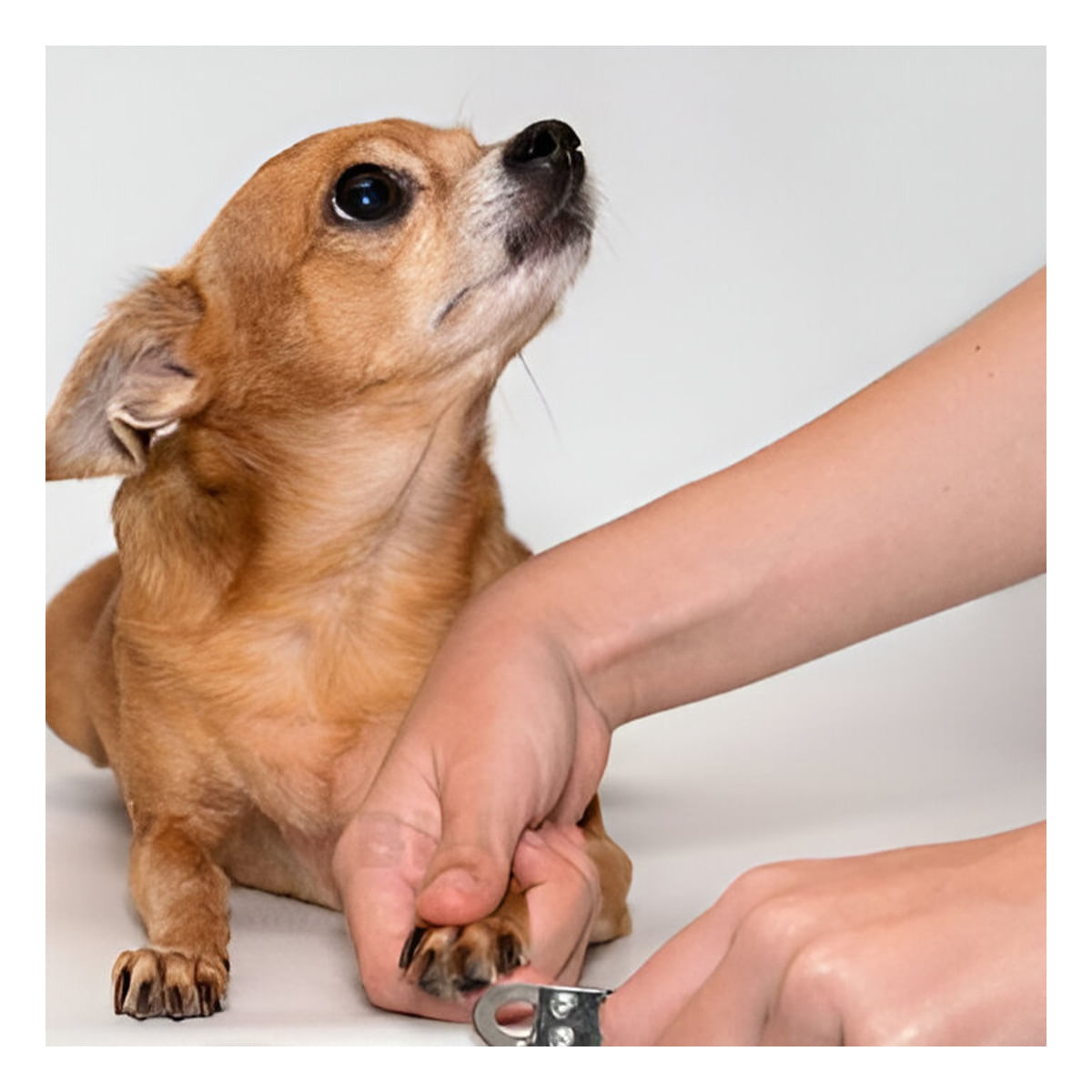 Cortauña para Raza Grande en Anaranjado Y+Agendita