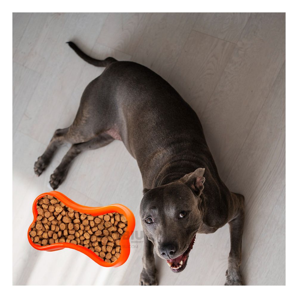 Plato para Animales de Color Anaranjado Y+Agendita Plato para Animales de Color Anaranjado Y+Agendita