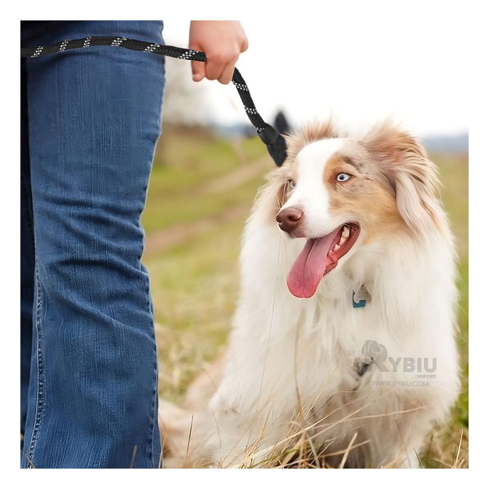 Correa para Perro en Negro Gruesa de 2m Y+Post-it Adhesivos Correa para Perro en Negro Gruesa de 2m Y+Post-it Adhesivos