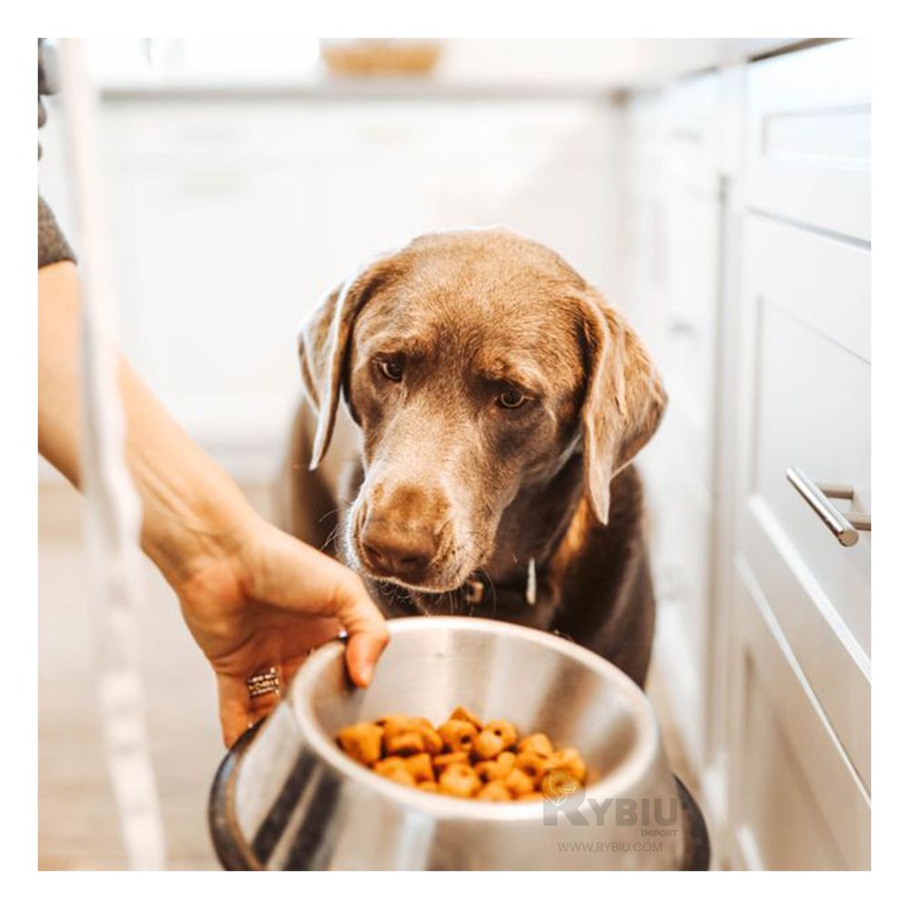 Comedero Simple de Lavar en Talla L Y+Post-it Adhesivos Comedero Simple de Lavar en Talla L Y+Post-it Adhesivos