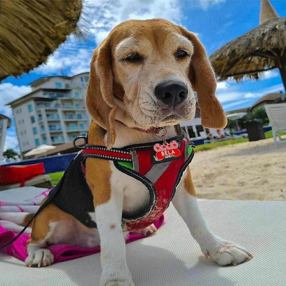 PECHERA REFLECTIVA PARA PERROS - TALLA L COLOR PLOMO PECHERA REFLECTIVA PARA PERROS - TALLA L COLOR PLOMO