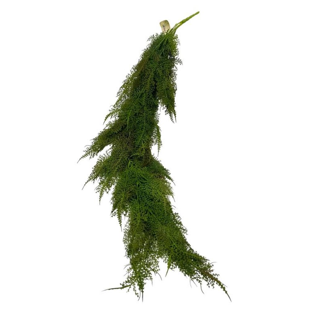Colgante De Helecho BG 301414-A FLORIPASTORE