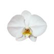 imageUrl_2