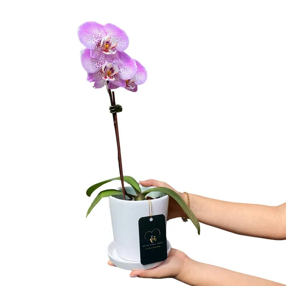 Mini Orquidea con Maceta - Orquidea - Flores naturales