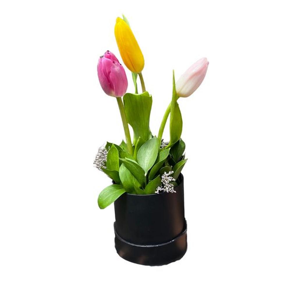 Mini Box de 3 Tulipanes - Box Floral
