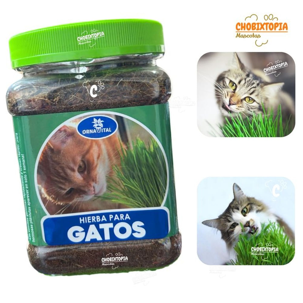 POTE CON SUTRATO PARA HIERBA GATERA+SACHET DE SEMILLAS MARRON POTE CON SUTRATO PARA HIERBA GATERA+SACHET DE SEMILLAS MARRON