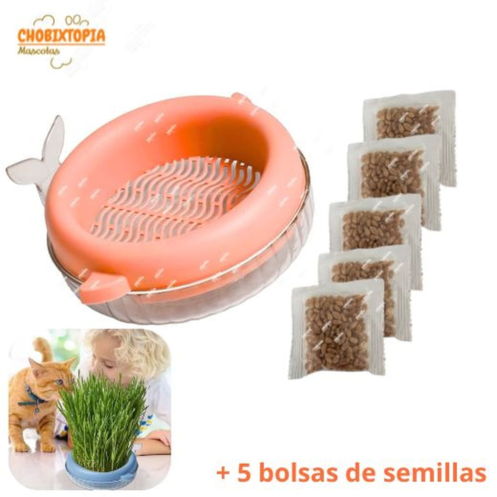 HIERBA GATERA MACETA BALLENITA - PARA GATOS - ROSA SALMON ROSA SALMON HIERBA GATERA MACETA BALLENITA - PARA GATOS - ROSA SALMON ROSA SALMON