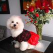 imageUrl_7