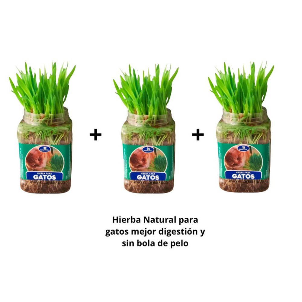 Pack 3 Hierba natural para gatos mejor digestión previene bola pelos Pack 3 Hierba natural para gatos mejor digestión previene bola pelos