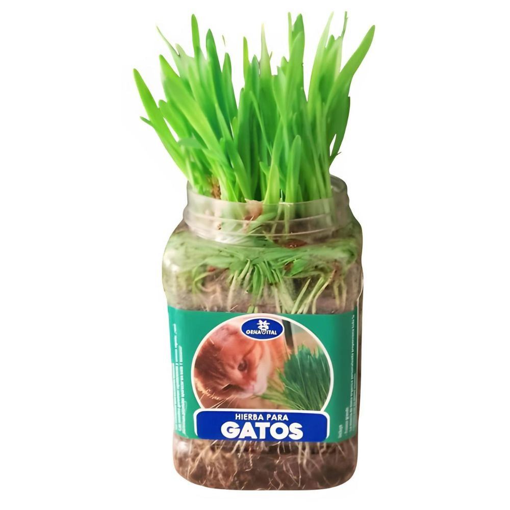 Hierba natural para gatos mejora digestión previene bola pelos Hierba natural para gatos mejora digestión previene bola pelos