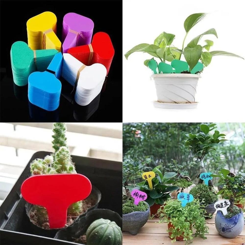 Etiqueta De Clasificacion De Plantas X100 Unidades Muy Util Etiqueta De Clasificacion De Plantas X100 Unidades Muy Util