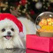 imageUrl_2