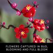 imageUrl_4