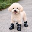 imageUrl_2